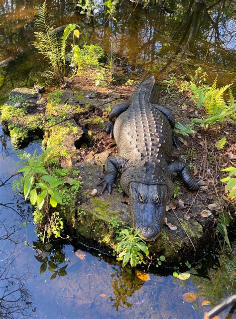 Busch wildlife - Watch Busch Wildlife Sanctuary pack up two bears and a gator for 5-mile move to new digs. JUPITER — A roughly 5-mile move to a larger, fancier facility is certainly an appealing prospect. But ...